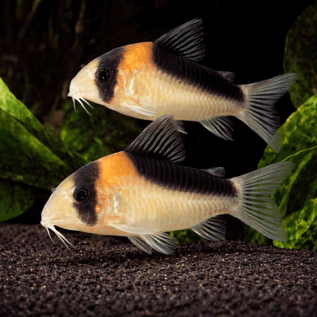 Corydoras Adolfoi: twee dieren met witte flank, oranje vlek op de kop en zwarte rugband, op zwart zand.