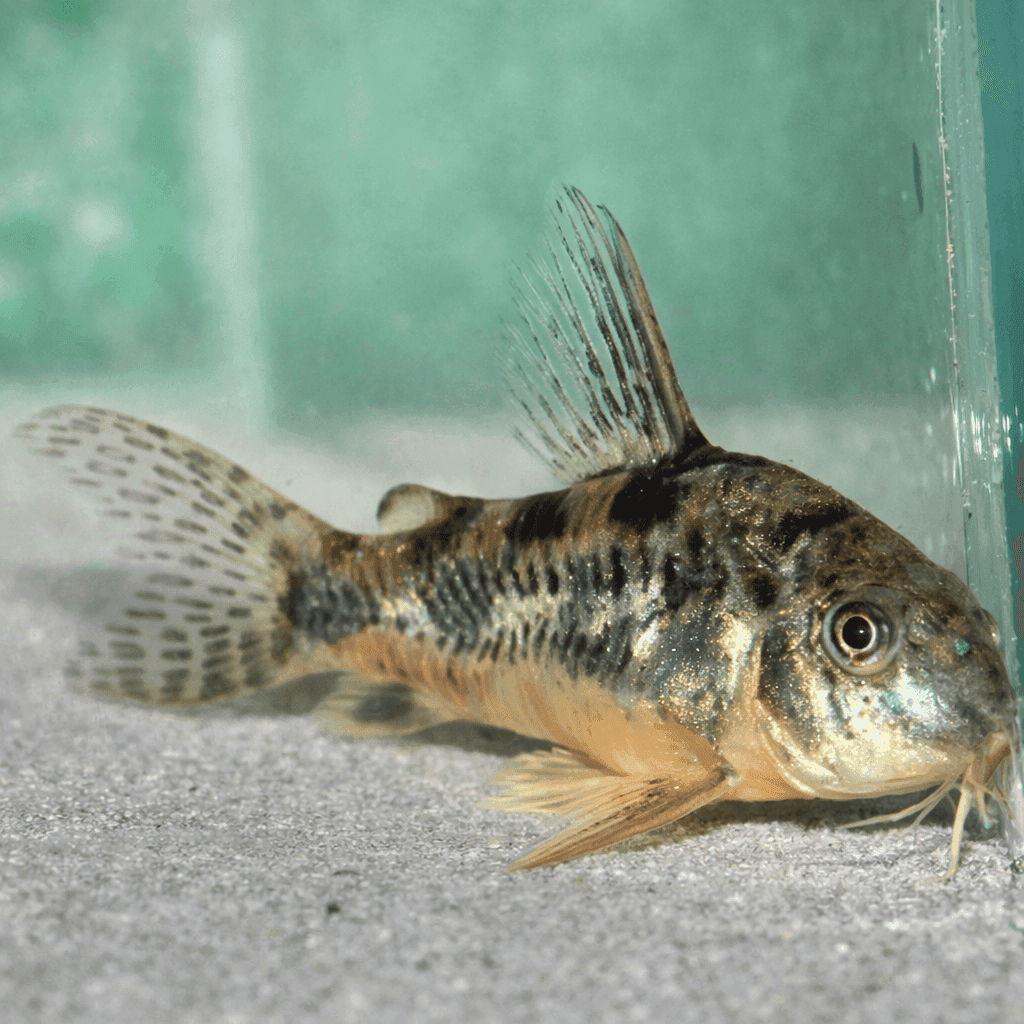 Corydoras Paleatus met donkere vlekkentekening op bronskleurig lijf, rustend op licht zand bij de ruit.