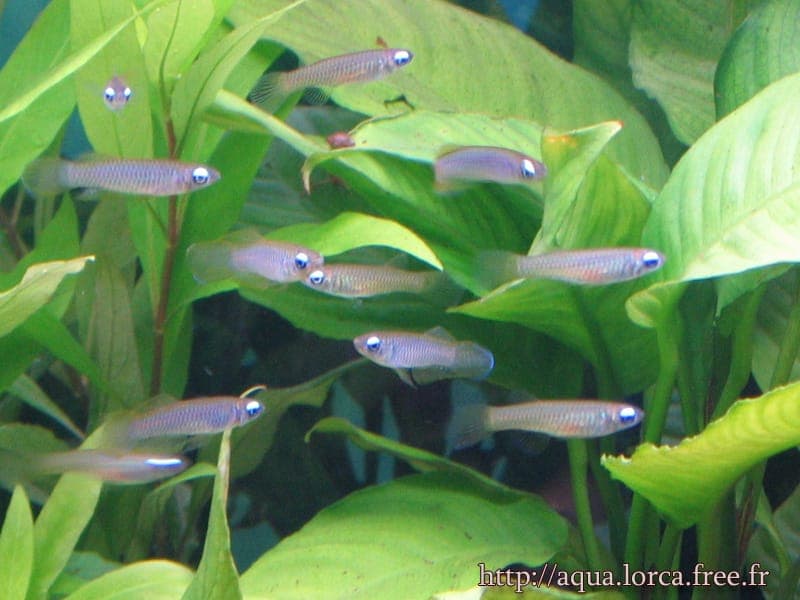 Afrikaans Blauwoogje: een groepje slanke vissen met opvallend blauw glanzende ogen tussen groene bladeren.