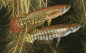 Aplocheilus Lineatus Gold
