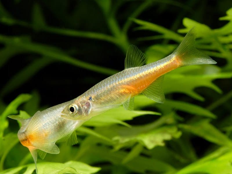 Devario Sondhii