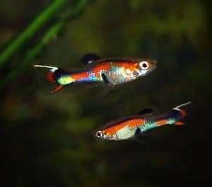 Guppy man Endler Cobra: twee mannetjes met oranjerode flank en zwart met rode staart, donkere achtergrond
