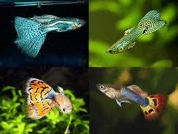 Guppy man Israel Mix: vier mannetjes in een collage, blauw, groen gespikkeld, oranje getijgerd en blauwrood