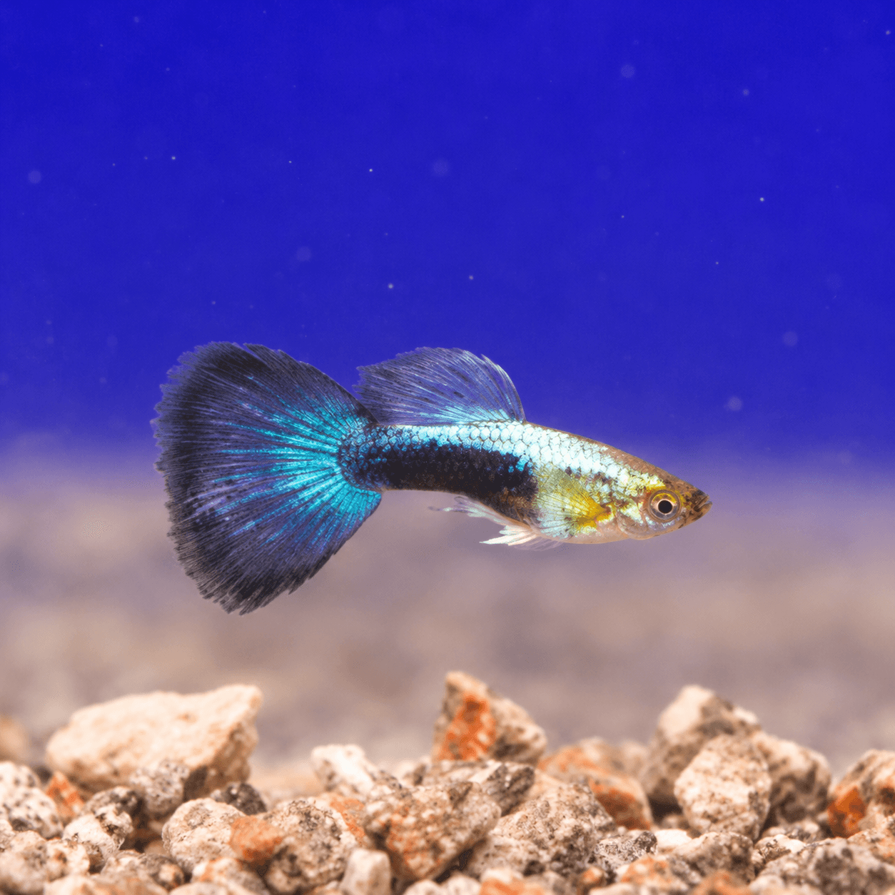 Guppy Man Israel Metallic Blue Neon