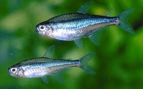 Blauwe Neon Tetra