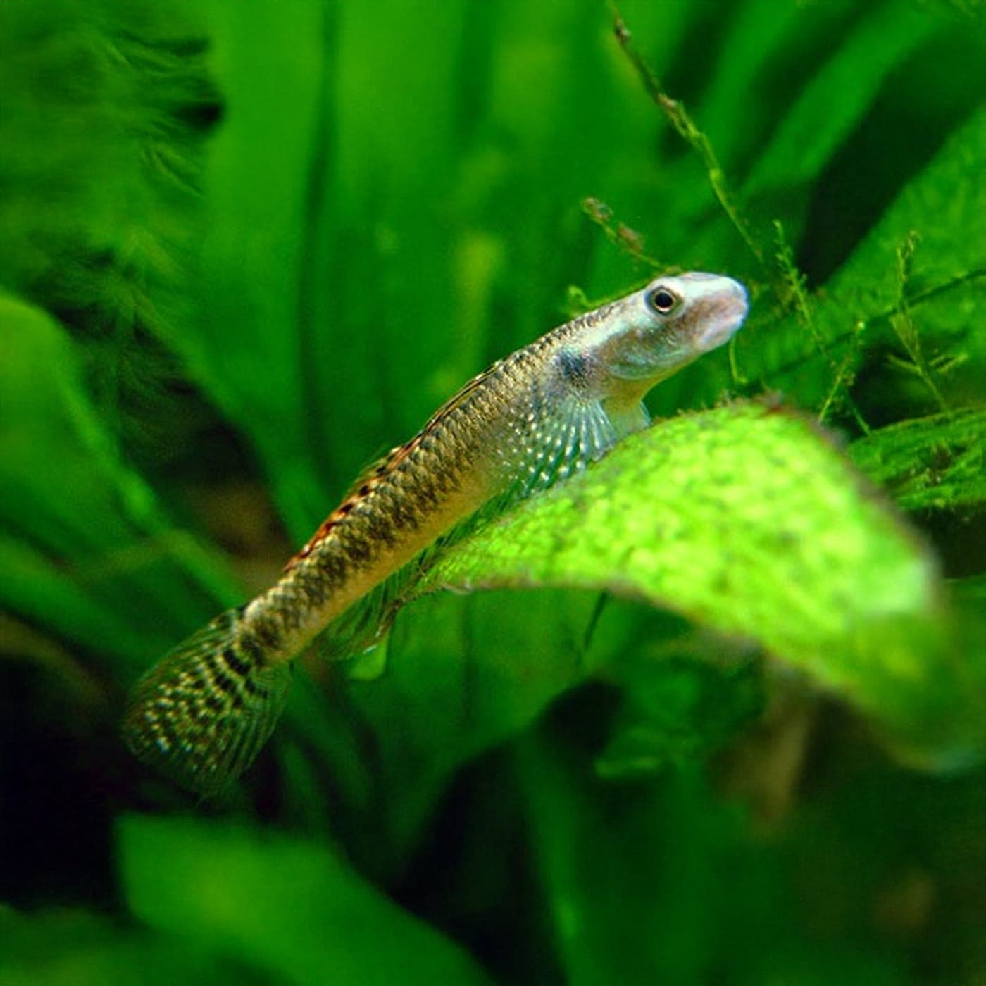 Indo Goby