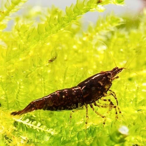 Choco Garnaal, donkerbruine garnaal met lichte spikkels en gestreepte pootjes op felgroen mos
