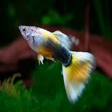 Guppy man Half Black Yellow Delta met zwartblauwe achterhelft en brede geelwitte deltastaart