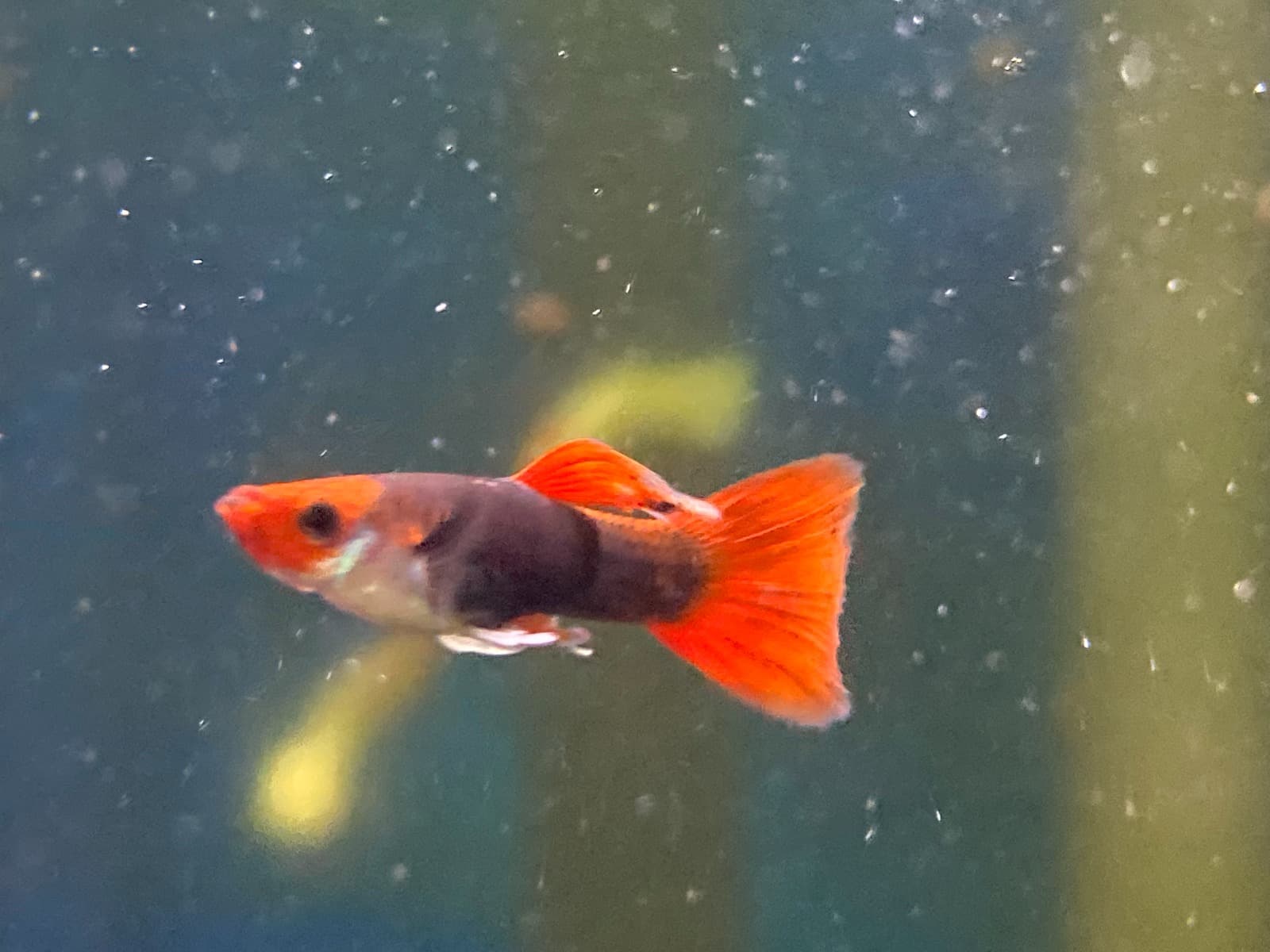 Guppy man Koi Tuxedo met feloranje kop, witte buik, donkergrijze achterhelft en rode waaierstaart