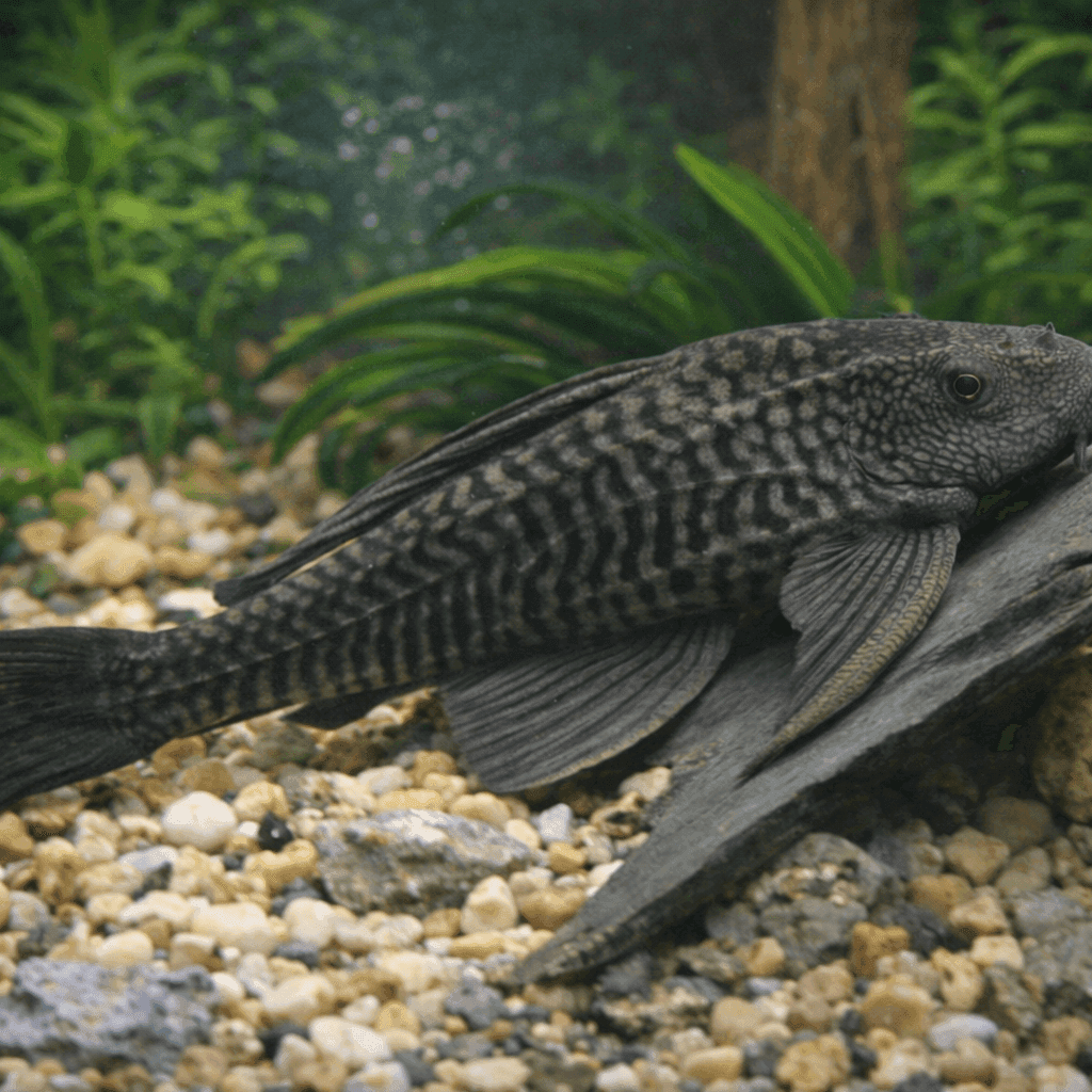 Hypostomus Plecostomus