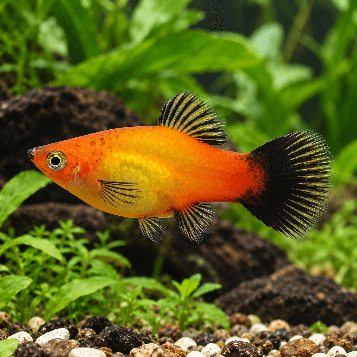 Platy Goud Wagtail