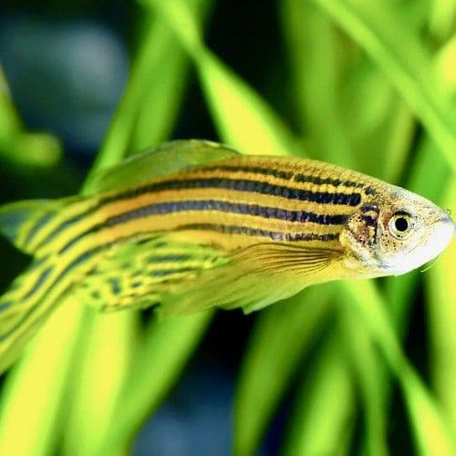 Zebra Danio Sluier met goudgele flanken, zwarte lengtestrepen en lange uitwaaierende vinnen