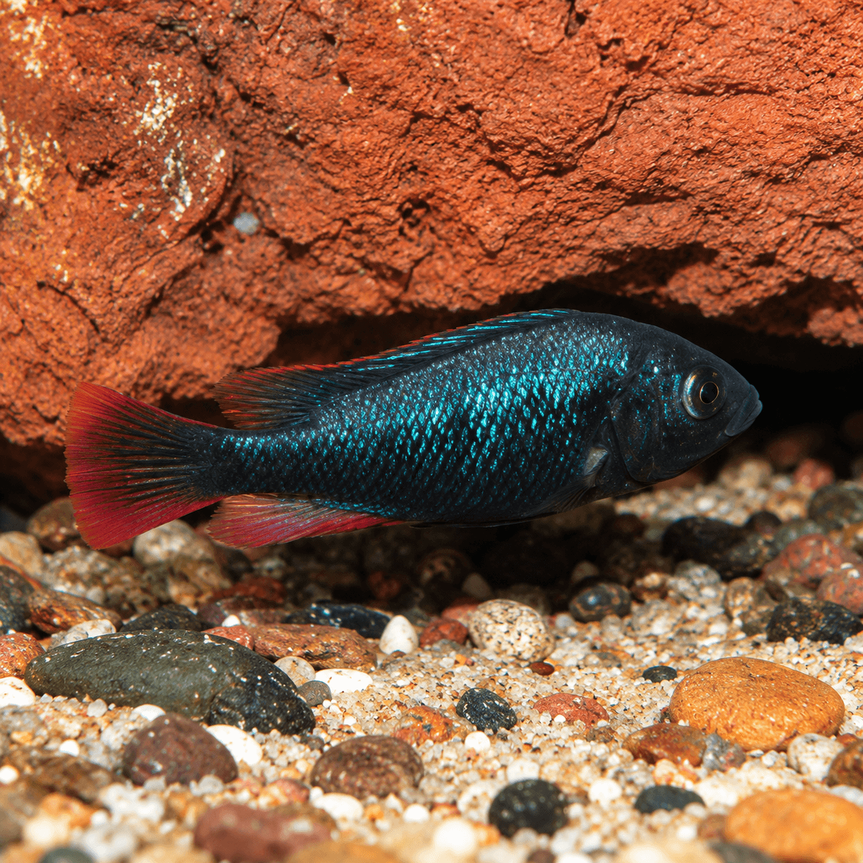 Astatotilapia Nubila, blauwzwart mannetje met rode staart en vinzoom voor een rode steen